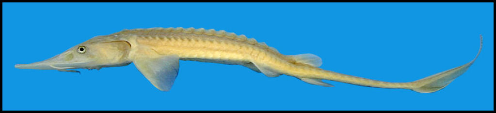 Shovelnose Sturgeon Scaphirhynchus Platorynchus